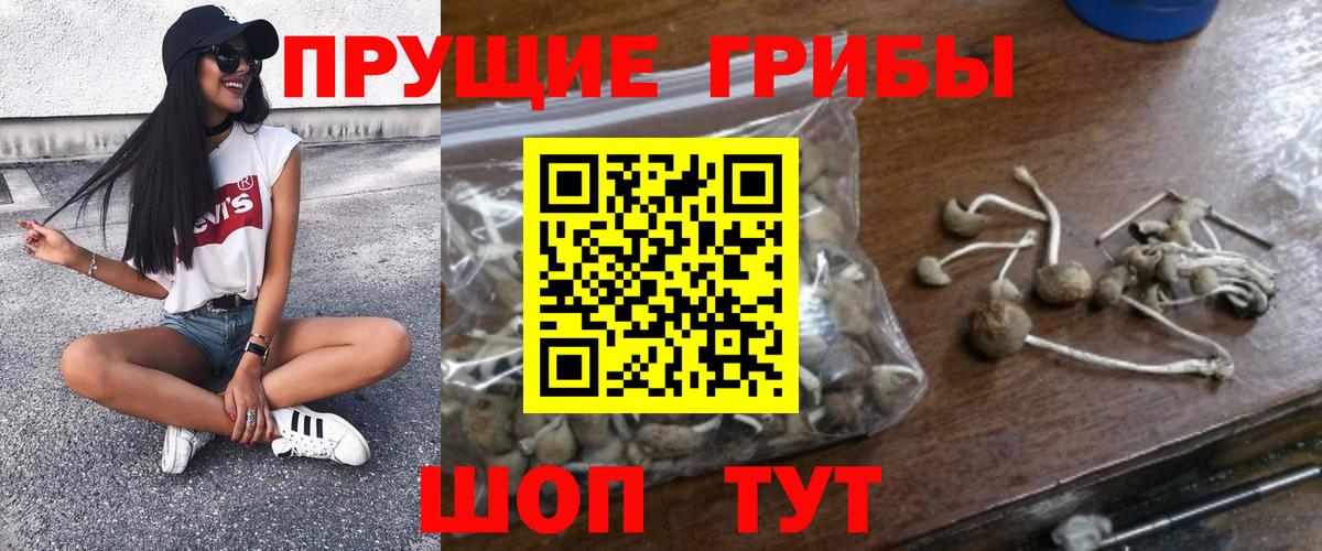 Псилоцибиновые грибы Cubensis  Вход с VPN  Киров 